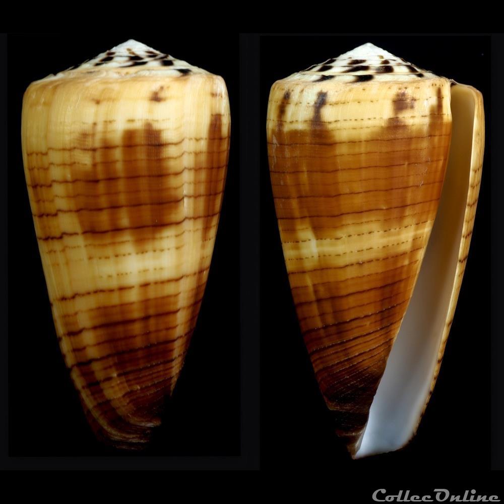coquillage fossile gastropodum strategoconus vituliconus ferrugineuse f loebbeckeanus hwass in bruguiere 1792