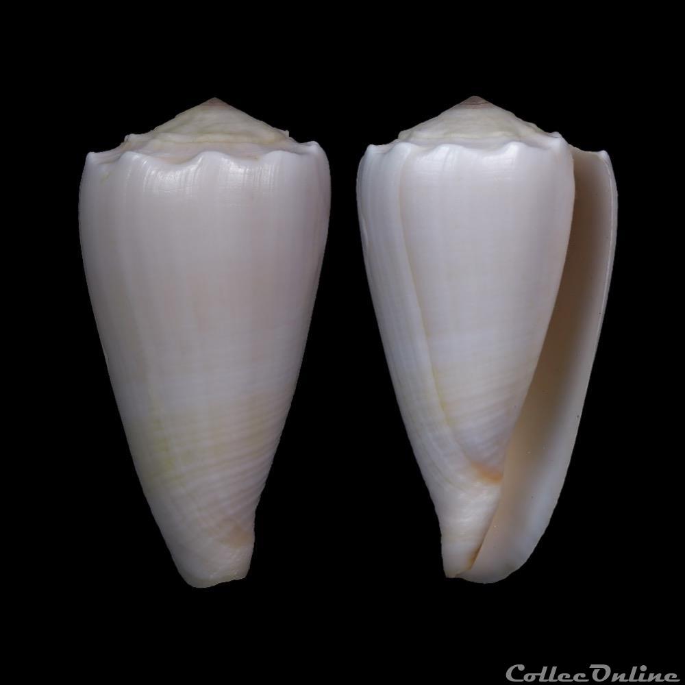 Conus crosseanus Bernardi, 1861 coquillage fossile gastropodum conus crosseanus bernardi 1861