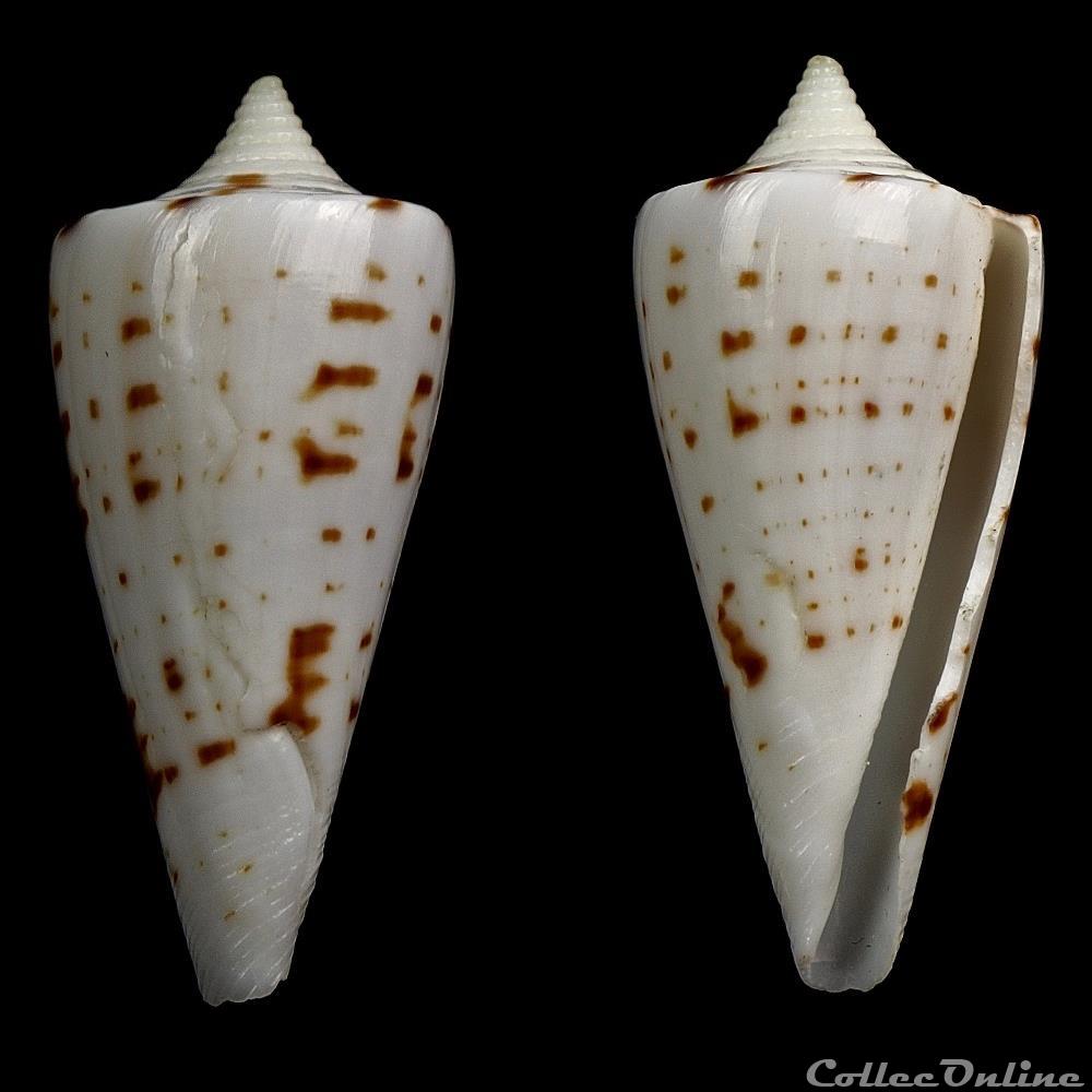 Strategoconus (Strategoconus) maldivus f. spirogloxus Deshayes, 1863& coquillage fossile gastropodum strategoconus strategoconus maldivus f spirogloxus deshayes 1863