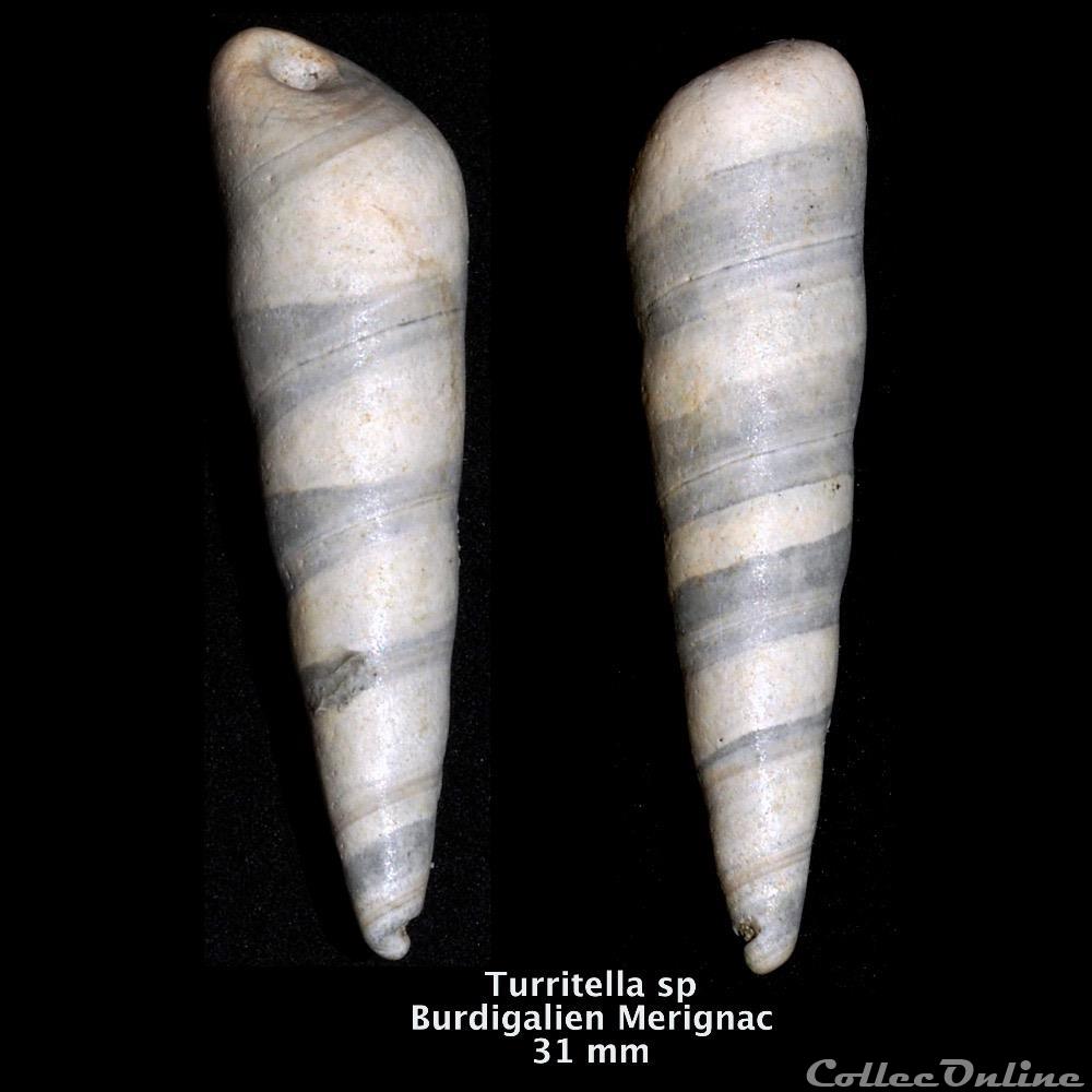 Turitella x coquillage fossile invertebre turitella x