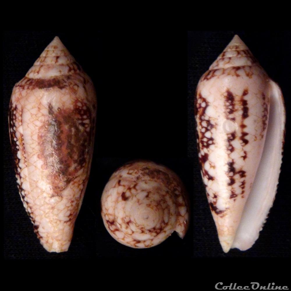 coquillage fossile gastropodum cylindrus legatus lamarck 1810