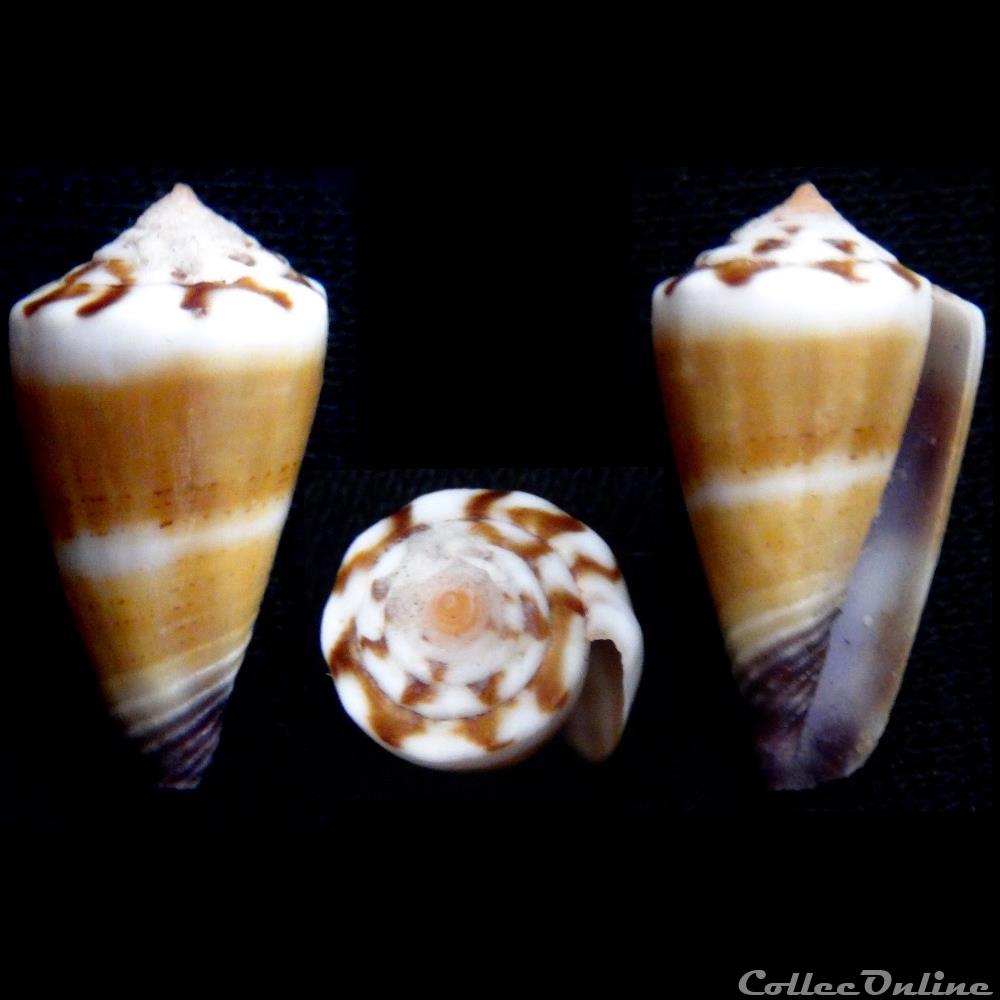 Lividoconus (Calamiconus) muriculatus (Sowerby I & II, 1833) coquillage fossile gastropodum lividoconus calamiconus muriculatus sowerby i ii 1833