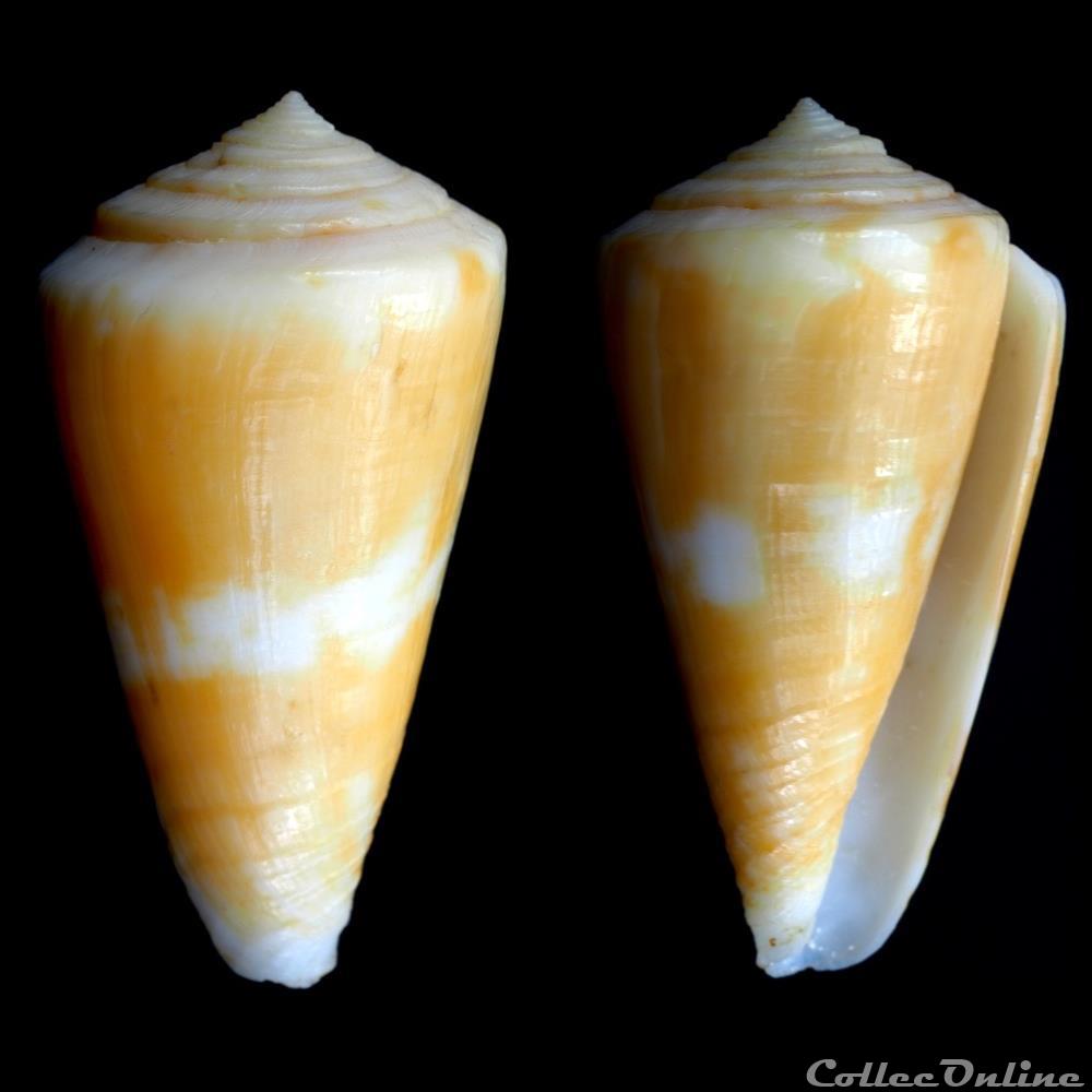 Dauciconus (Dauciconus) amphiurgus (Dall, 1889) coquillage fossile gastropodum dauciconus dauciconus amphiurgus dall 1889