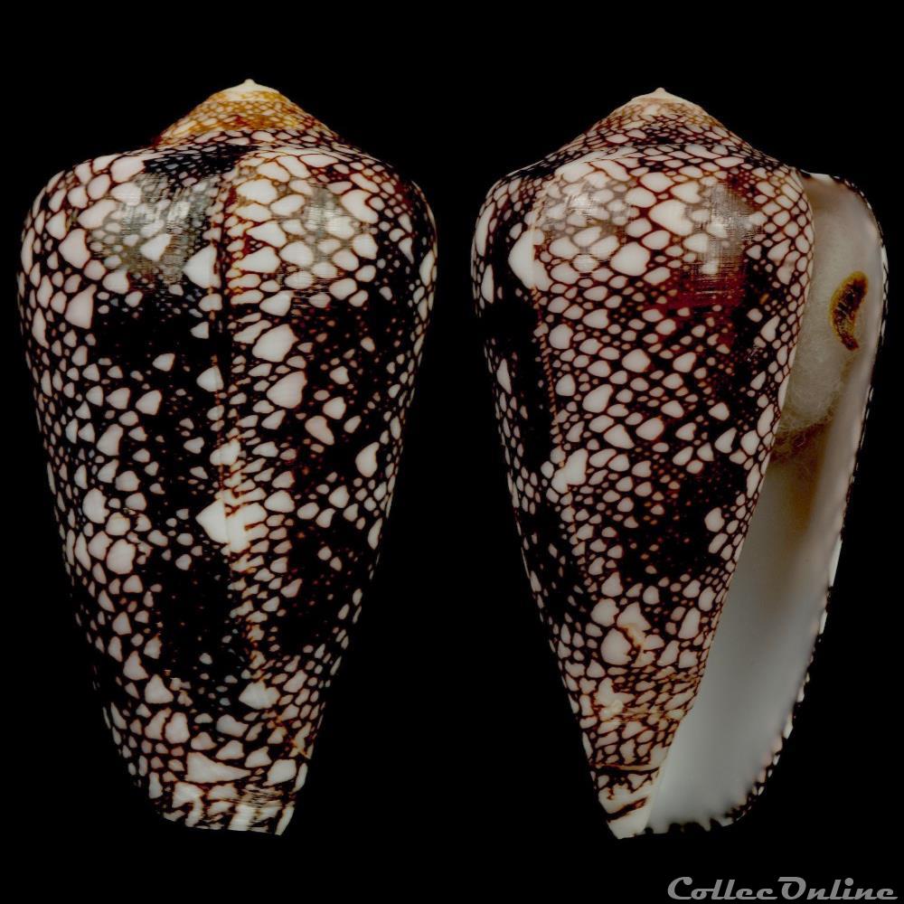 Darioconus pennaceus quasimagnificus (da Motta, 1982) coquillage fossile gastropodum darioconus pennaceus quasimagnificus da motta 1982