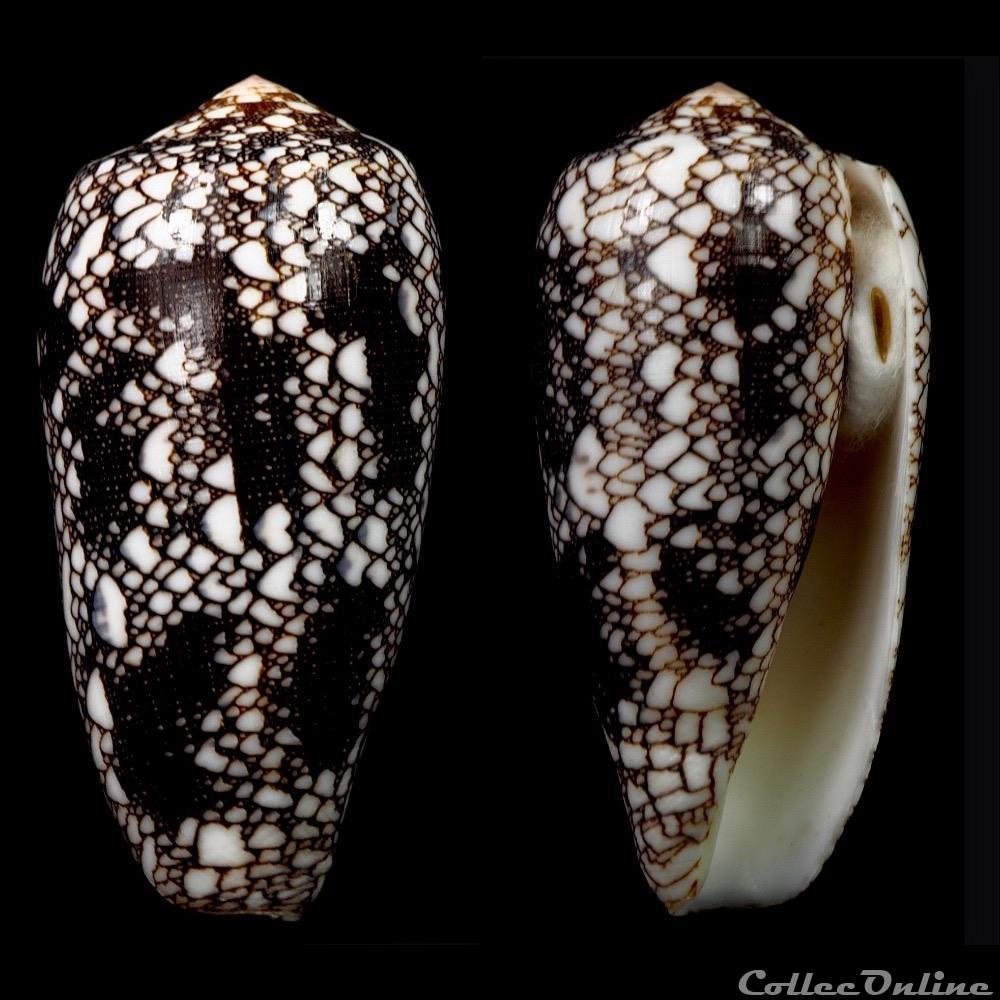 Darioconus omaria (Hwass in Bruguière, 1792) coquillage fossile gastropodum darioconus omaria hwass in bruguiere 1792