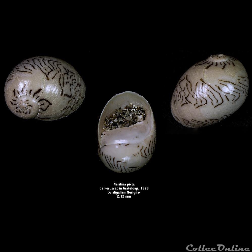 Neritina picta, de FÉRUSSAC in GRATELOUP, 1828 coquillage fossile invertebre neritina picta de ferussac in grateloup 1828