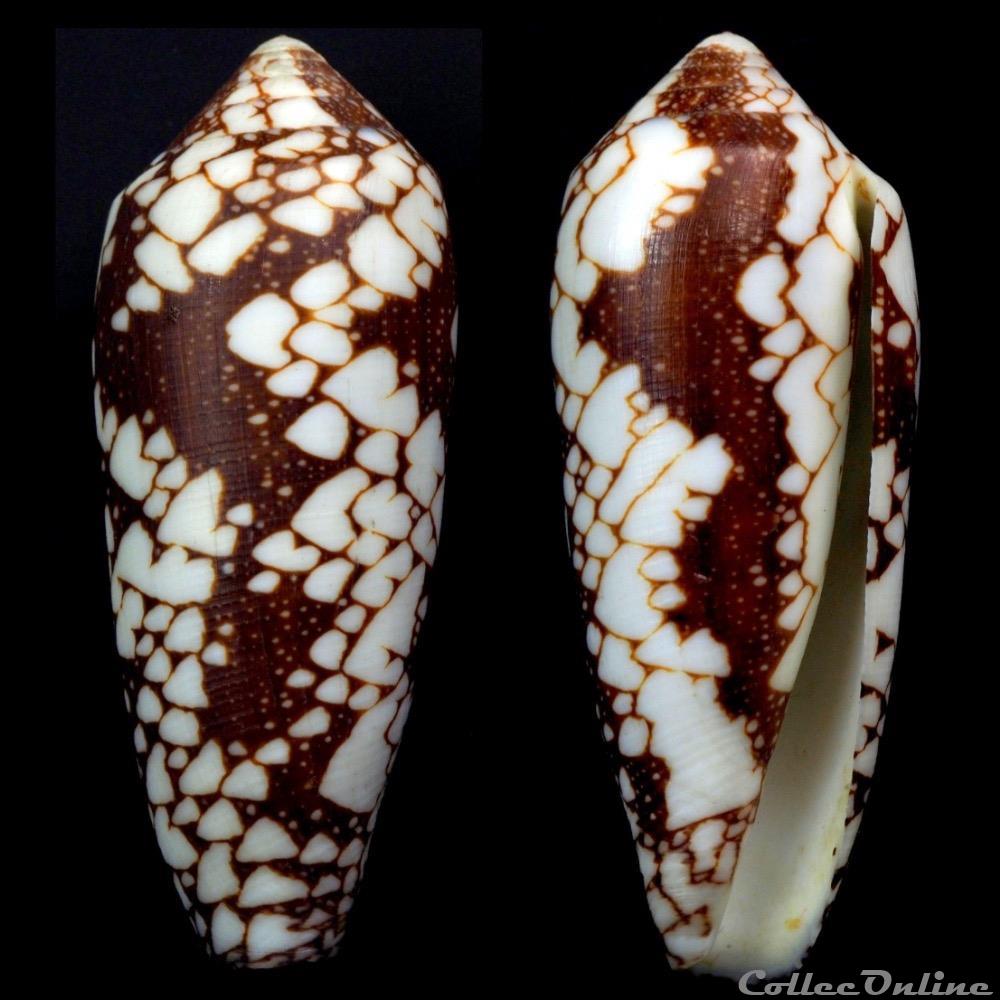 Darioconus episcopatus (da Motta, 1988) coquillage fossile gastropodum darioconus episcopatus da motta 1988
