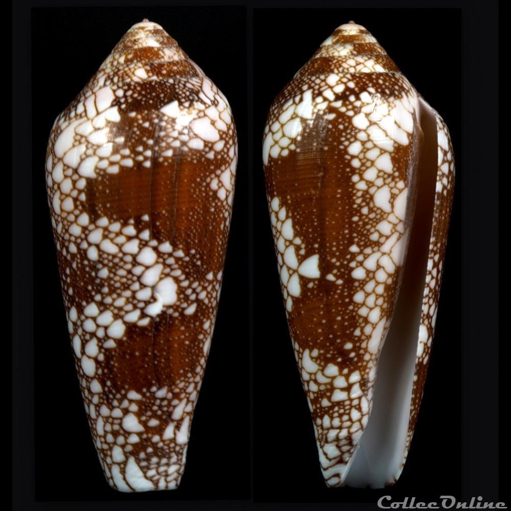Darioconus magnificus (Reeve, 1843) coquillage fossile gastropodum darioconus magnificus reeve 1843