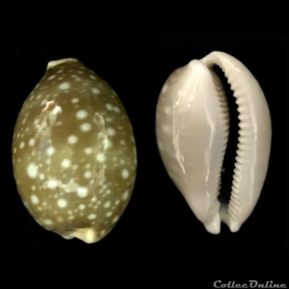coquillage fossile gastropodum lyncina camelopardalis perry 1811