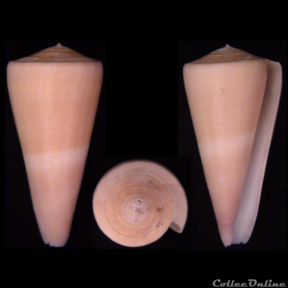 Virgiconus kintoki (Habe & Kosuge, 197 coquillage fossile gastropodum virgiconus kintoki habe kosuge 197