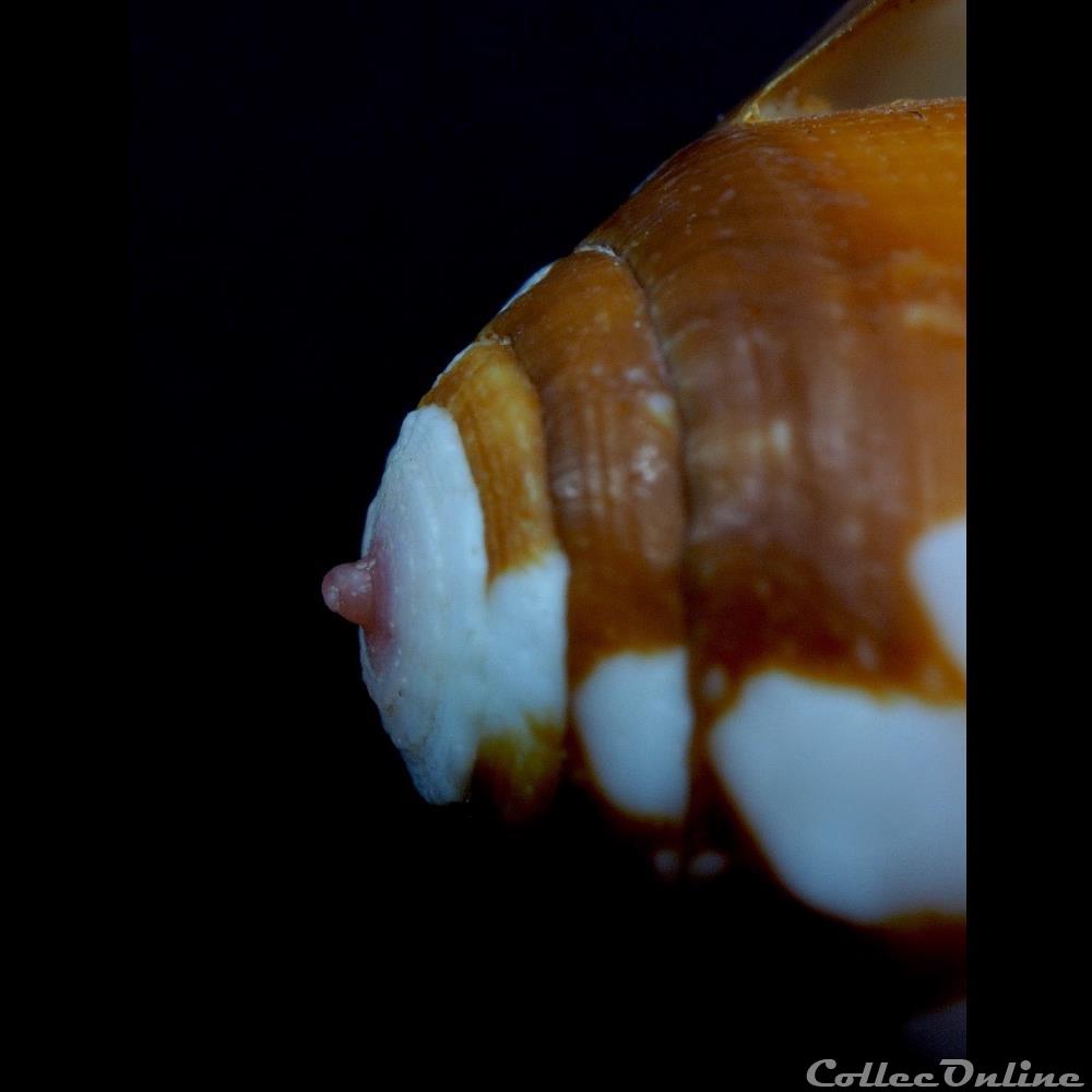 Darioconus episcopatus (da Motta, 1988) coquillage fossile gastropodum darioconus episcopatus da motta 1988