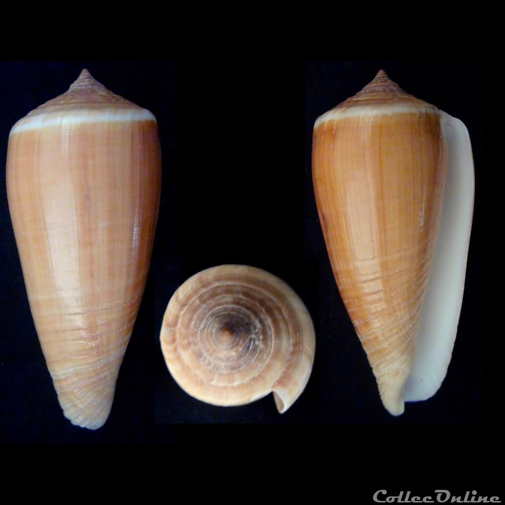 Phasmoconus (Phasmoconus) radiatus (Gmelin, 1791) coquillage fossile gastropodum phasmoconus phasmoconus radiatus gmelin 1791