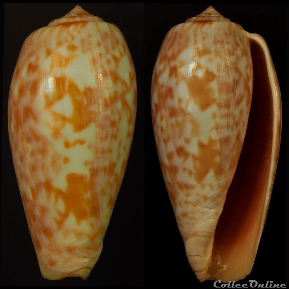 Textilia (Textilia) pongo (Shikama & Oishii, 1977) coquillage fossile gastropodum textilia textilia pongo shikama oishii 1977