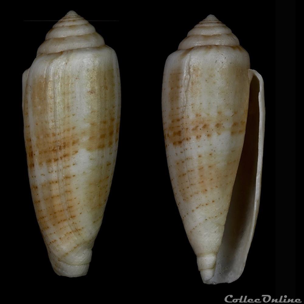 Virgiconus ( Pseudohermes) austroviola (Röckel & Korn, 1992) coquillage fossile gastropodum virgiconus pseudohermes austroviola rockel korn 1992