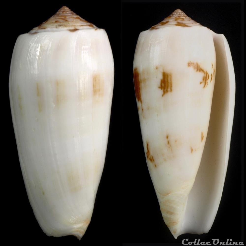 Pionoconus subfloridus (da Motta, 1985) coquillage fossile gastropodum pionoconus subfloridus da motta 1985