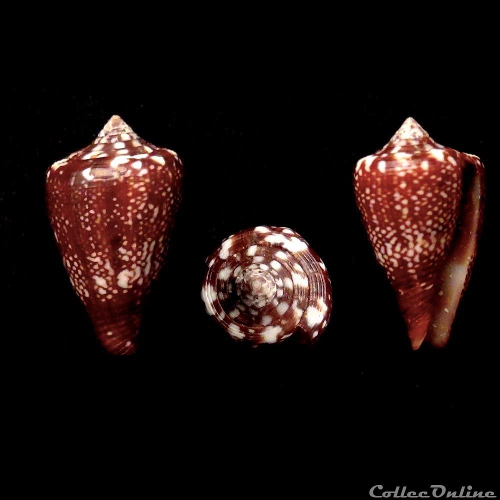 coquillage fossile gastropodum lautoconus africonus delanoyae trovao 1979