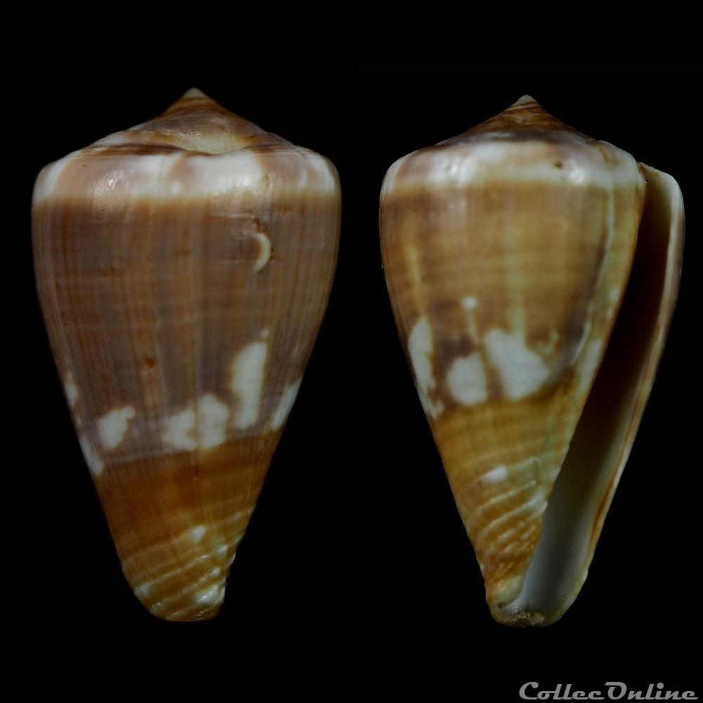 Lautoconus (Africonus) teodorae (Rolán & Fernandes, 1990) coquillage fossile gastropodum lautoconus africonus teodorae rolan fernandes 1990