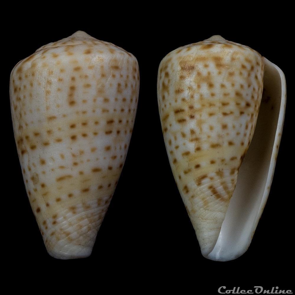 Sciteconus infrenatus (Reeve, 1848) coquillage fossile gastropodum sciteconus infrenatus reeve 1848