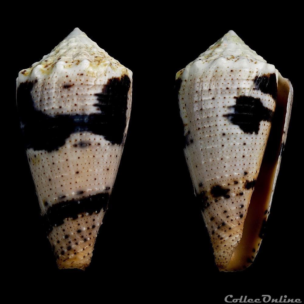 coquillage fossile gastropodum strategoconus rolaniconus varius linnaeus 1758
