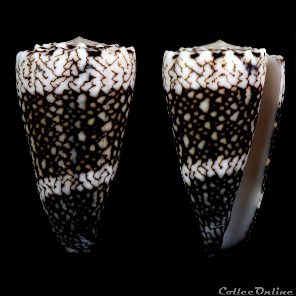 Conus vidua Reeve, 1843 coquillage fossile gastropodum conus vidua reeve 1843