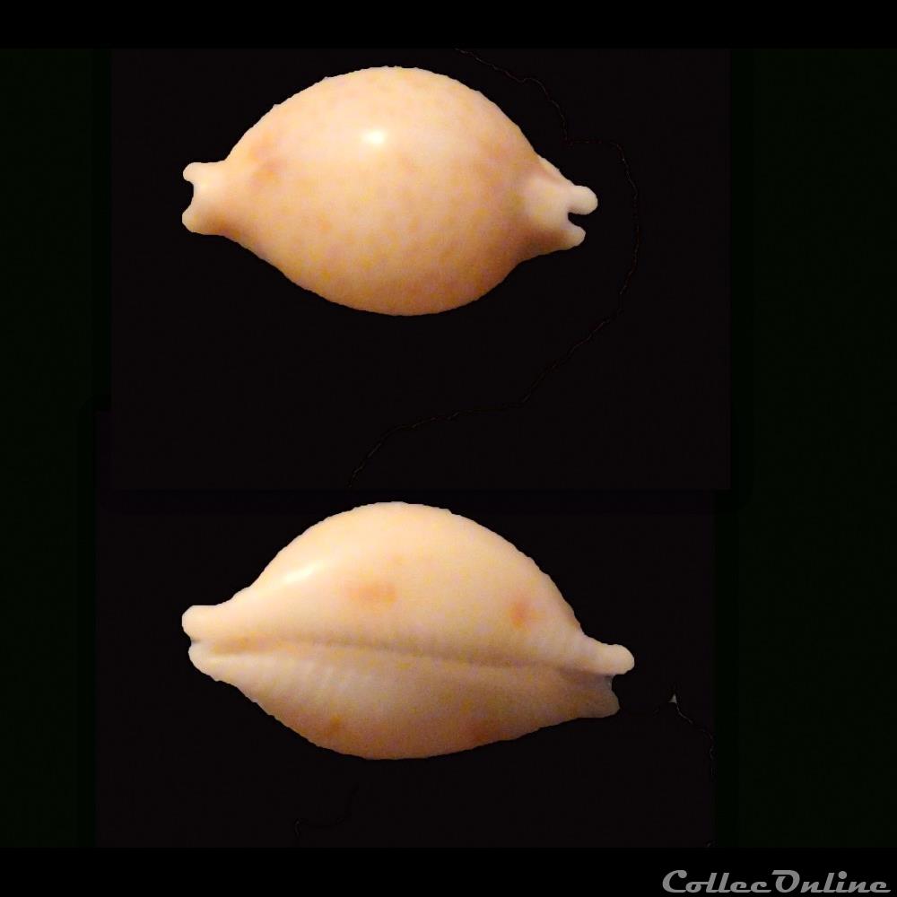 coquillage fossile gastropodum pustularia bistrinotata schilder schilder 1937