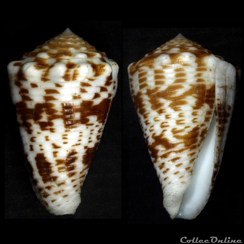 coquillage fossile gastropodum asprella sulcocastanea kosuge 1981
