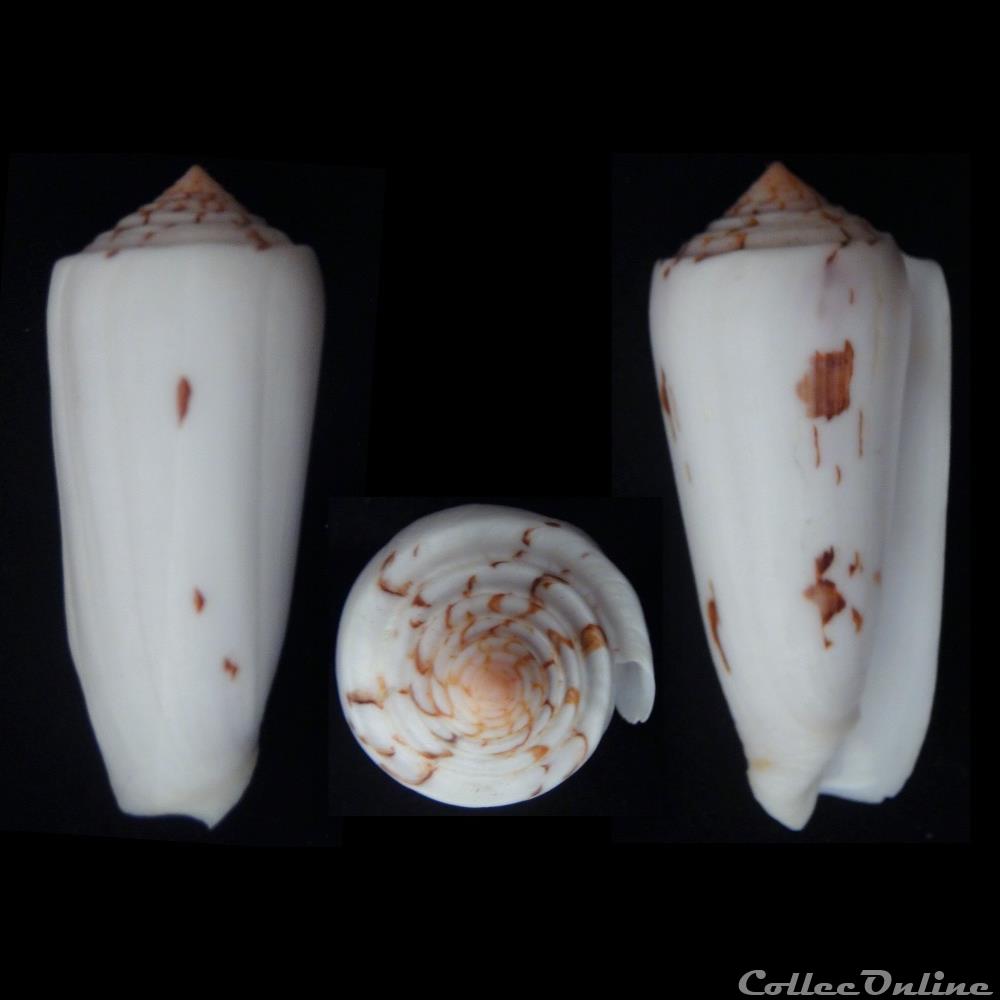 Pionoconus gubernator (Hwass in Bruguière, 1792) coquillage fossile gastropodum pionoconus gubernator hwass in bruguiere 1792