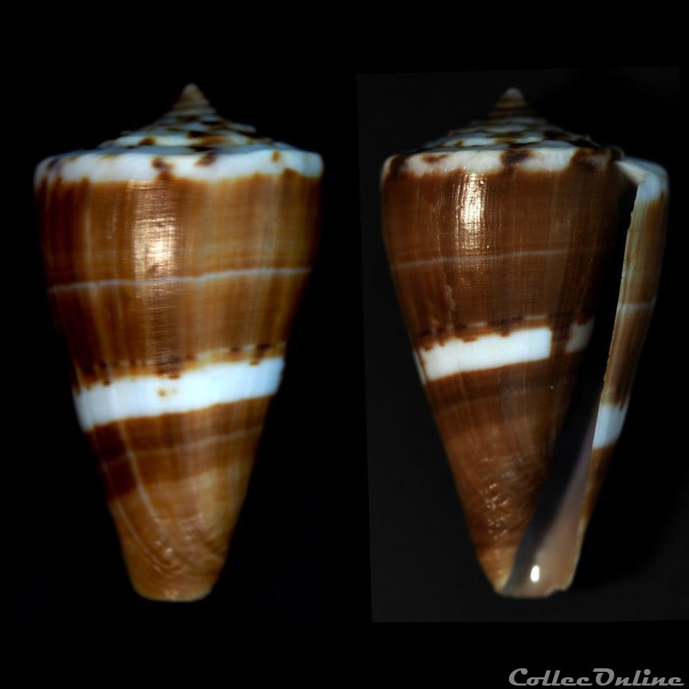 Kioconus (Kioconus) fumigatus (Hwass in Bruguière, 1792) coquillage fossile gastropodum kioconus kioconus fumigatus hwass in bruguiere 1792