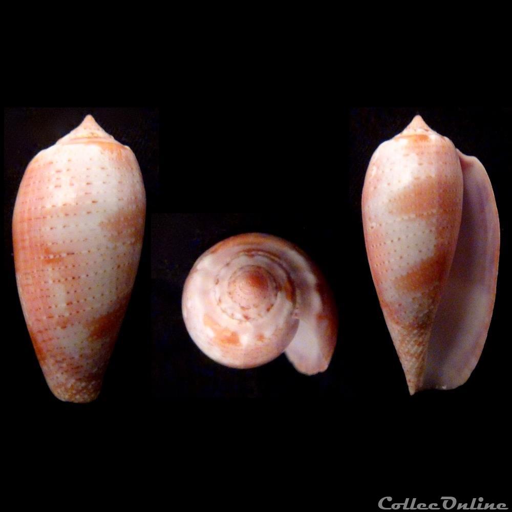 coquillage fossile gastropodum gastridium tulipa linnaeus 1758