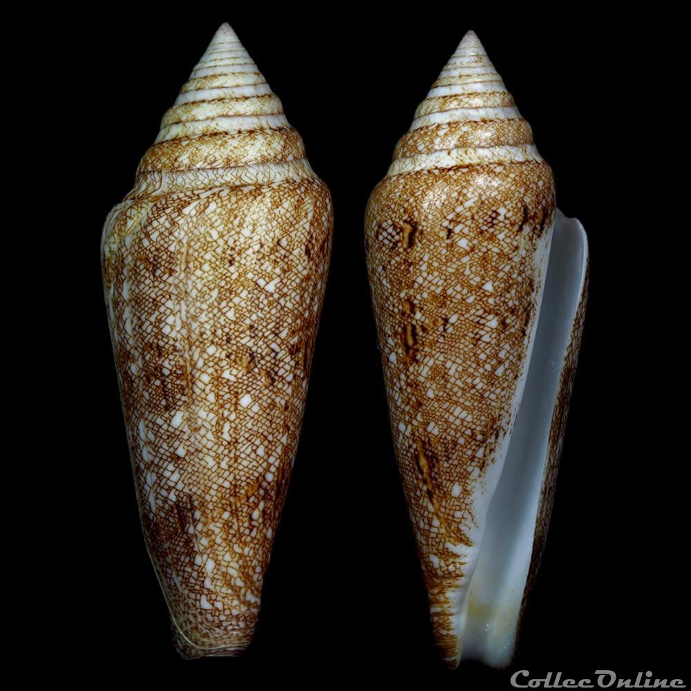 Cylindrus gloriamaris (Chemnitz, 1777) coquillage fossile gastropodum cylindrus gloriamaris chemnitz 1777