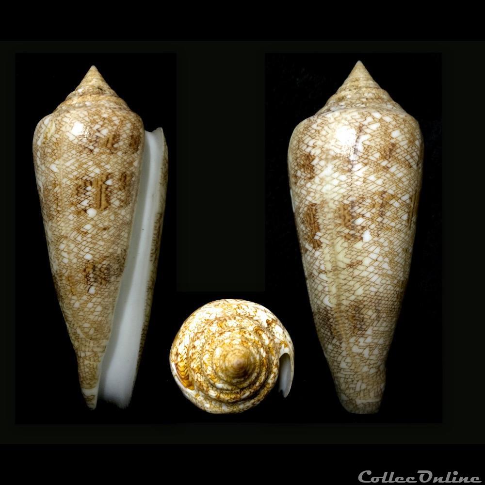 Cylindrus gloriamaris (Chemnitz, 1777) coquillage fossile gastropodum cylindrus gloriamaris chemnitz 1777
