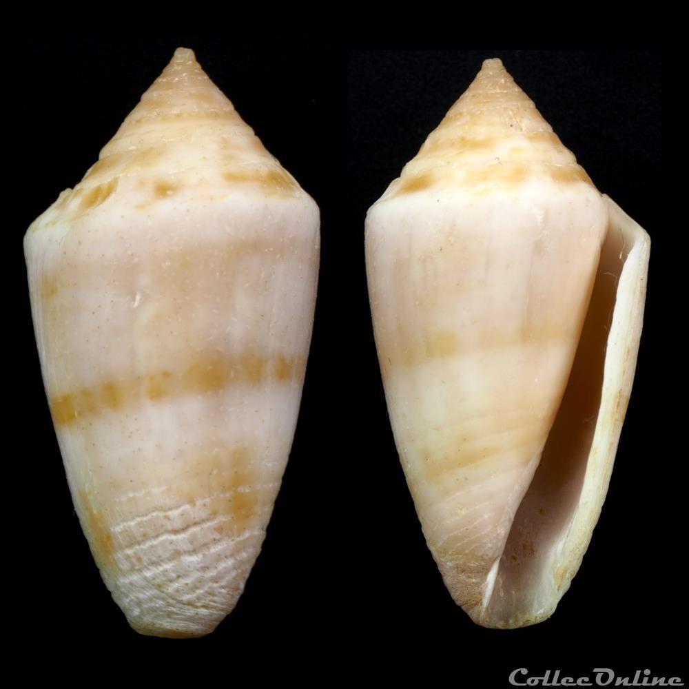coquillage fossile gastropodum ximeniconus jaspidiconus pusio hwass in bruguiere 1792