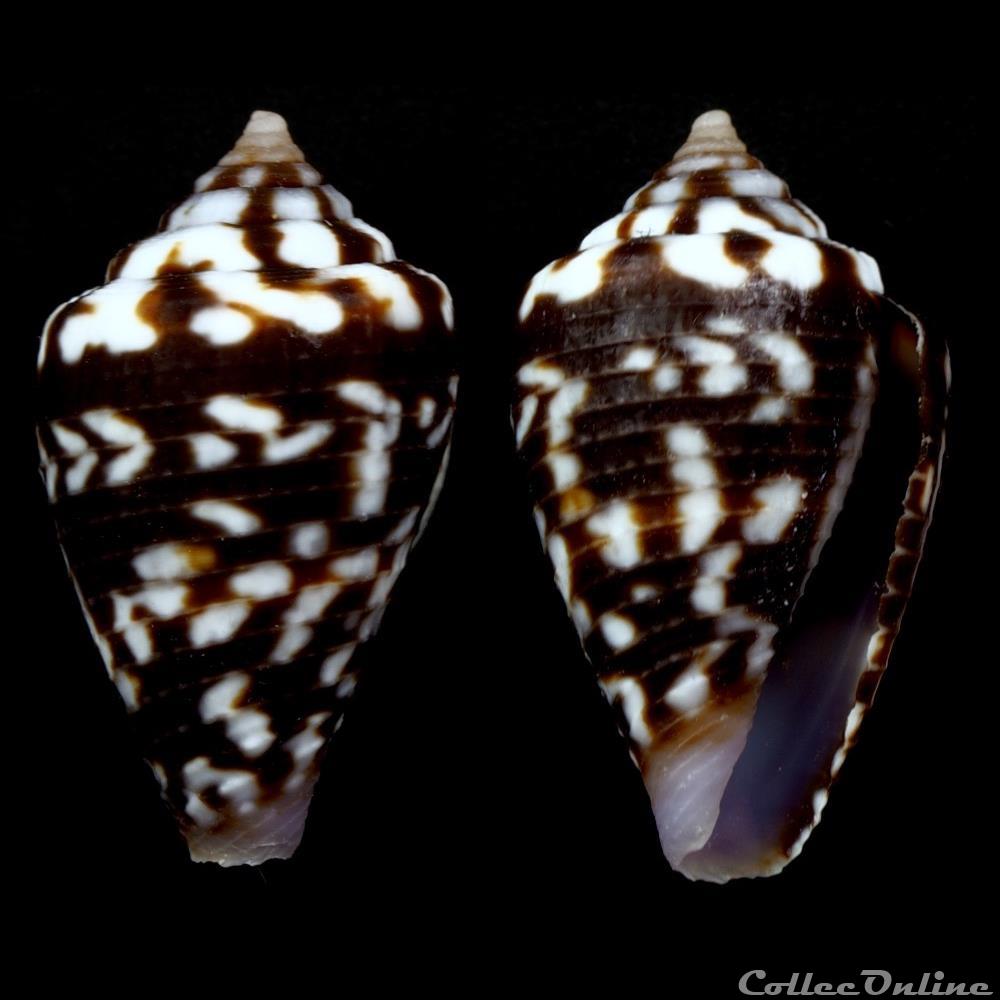 Ductoconus (Arubaconus) hieroglyphus (Duclos, 1833) coquillage fossile gastropodum ductoconus arubaconus hieroglyphus duclos 1833