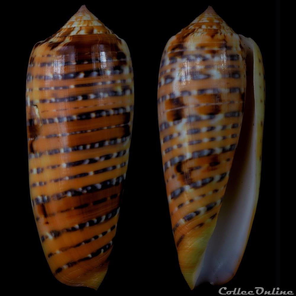 Textilia (Textilia) dusaveli (H. Adams, 1872) coquillage fossile gastropodum textilia textilia dusaveli h adams 1872