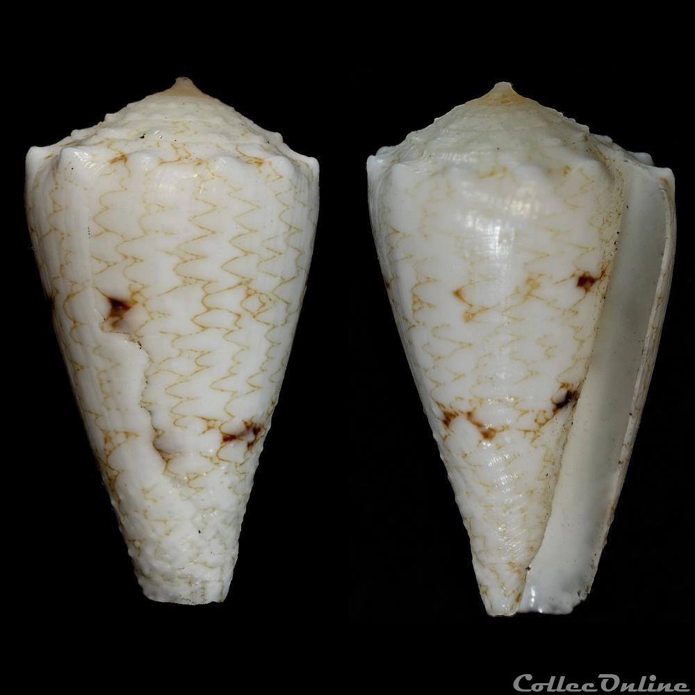 Conus nicobaricus Hwass in Bruguière, 1792 coquillage fossile gastropodum conus nicobaricus hwass in bruguiere 1792