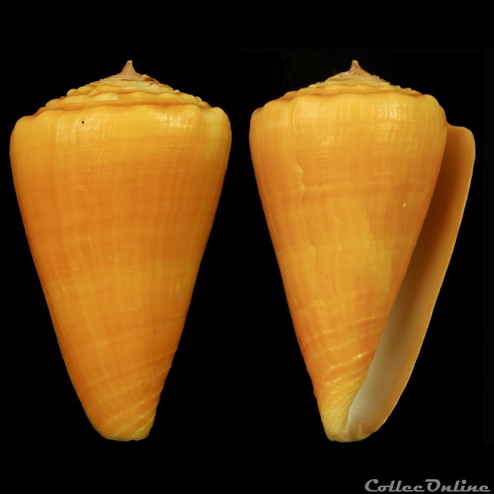 Ductoconus (Ductoconus) apogrammatus (Dall, 1910) coquillage fossile gastropodum ductoconus ductoconus apogrammatus dall 1910