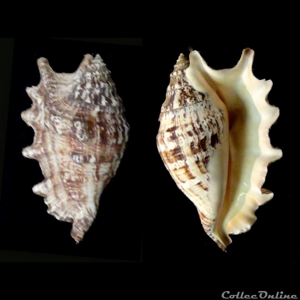 coquillage fossile gastropodum lambis junenile