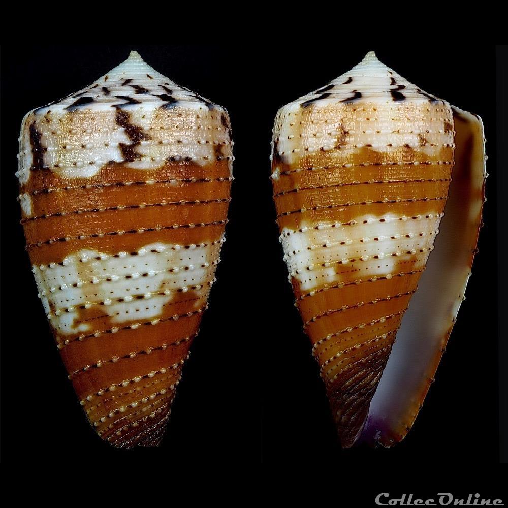 Strategoconus (Vituliconus) circumactus (Iredale, 1929) coquillage fossile gastropodum strategoconus vituliconus circumactus iredale 1929