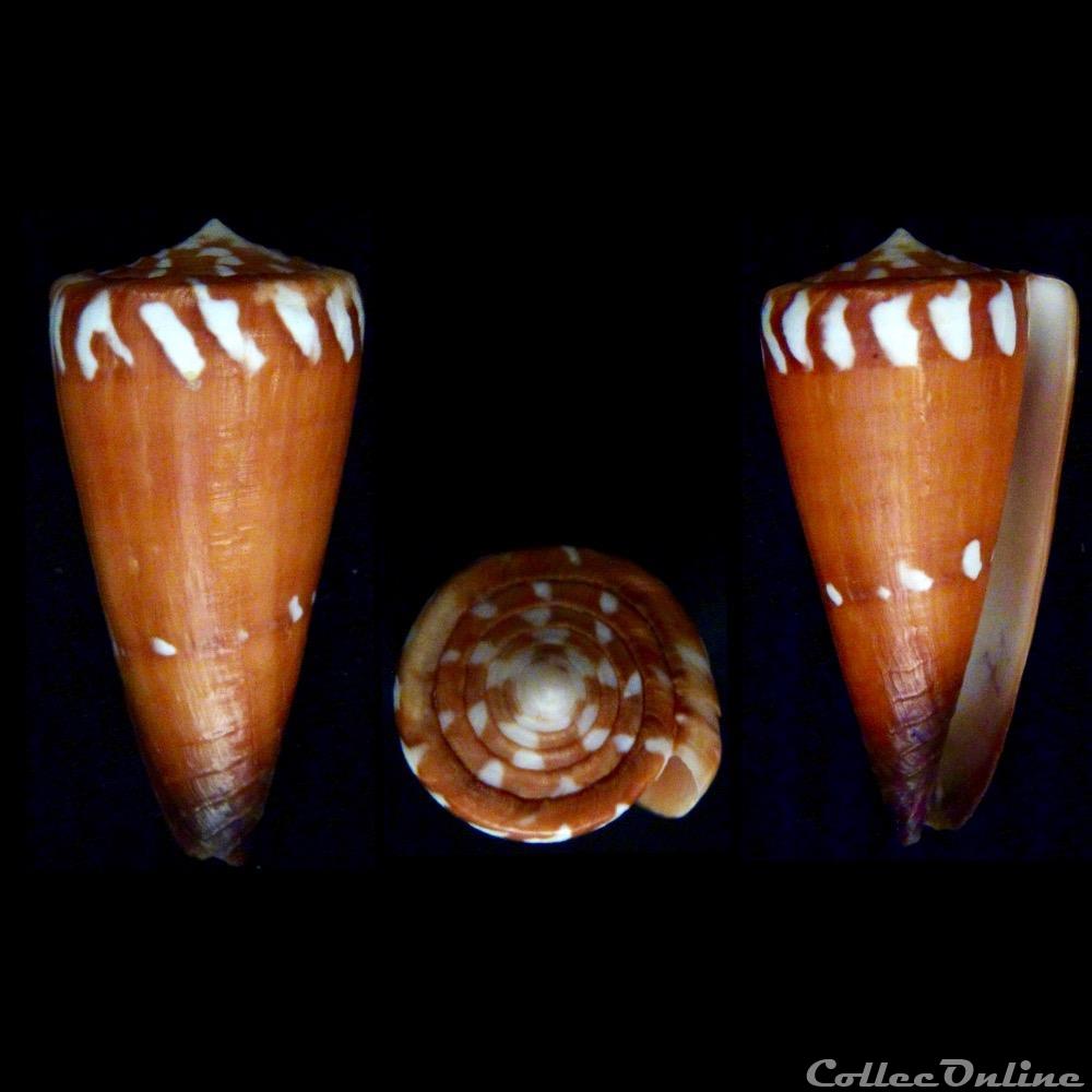 Strategoconus (Vituliconus) litoglyphus (Hwass in Bruguière, 1792) coquillage fossile gastropodum strategoconus vituliconus litoglyphus hwass in bruguiere 1792
