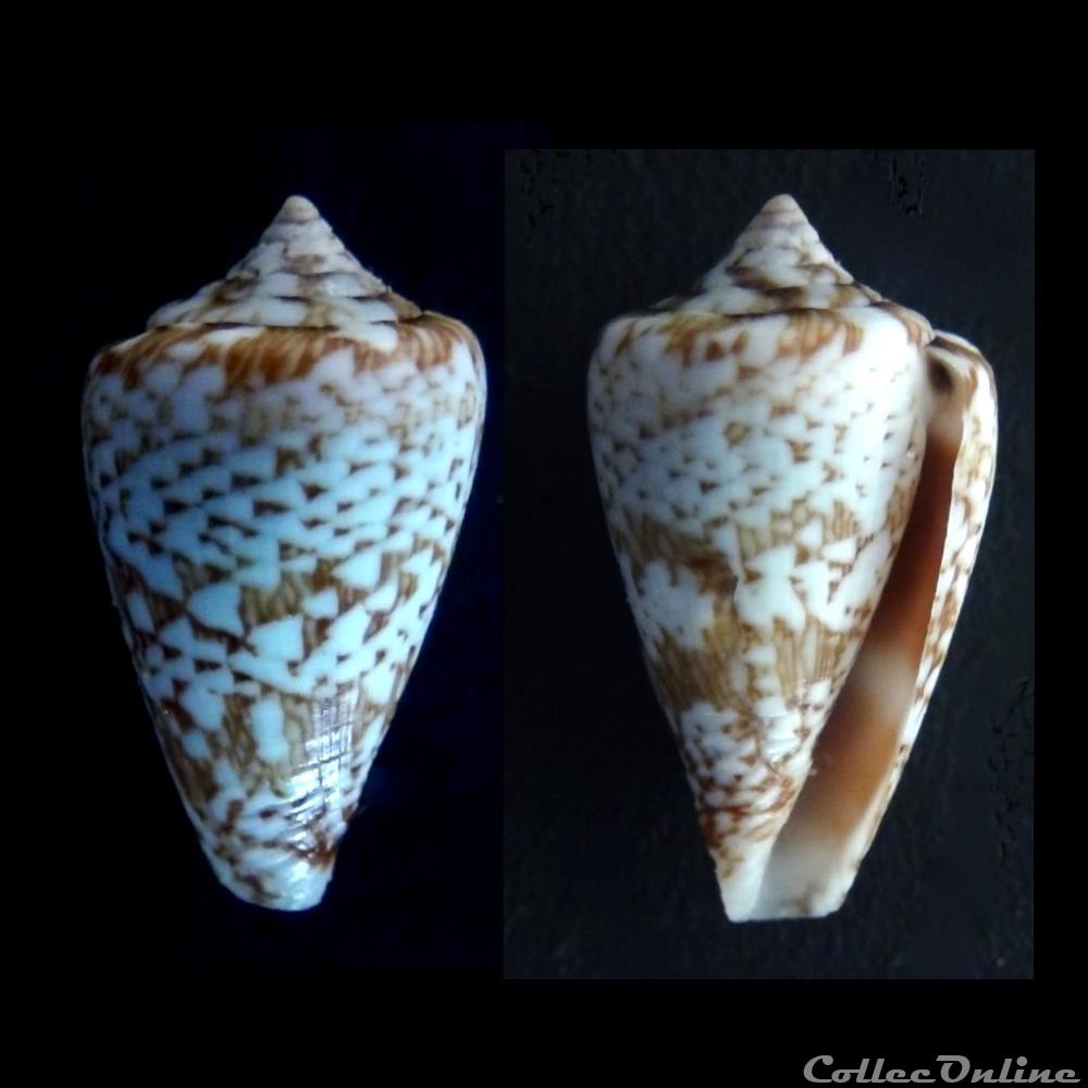 Lautoconus (Africonus) damottai (Trova , 1979) coquillage fossile gastropodum lautoconus africonus damottai trova 1979