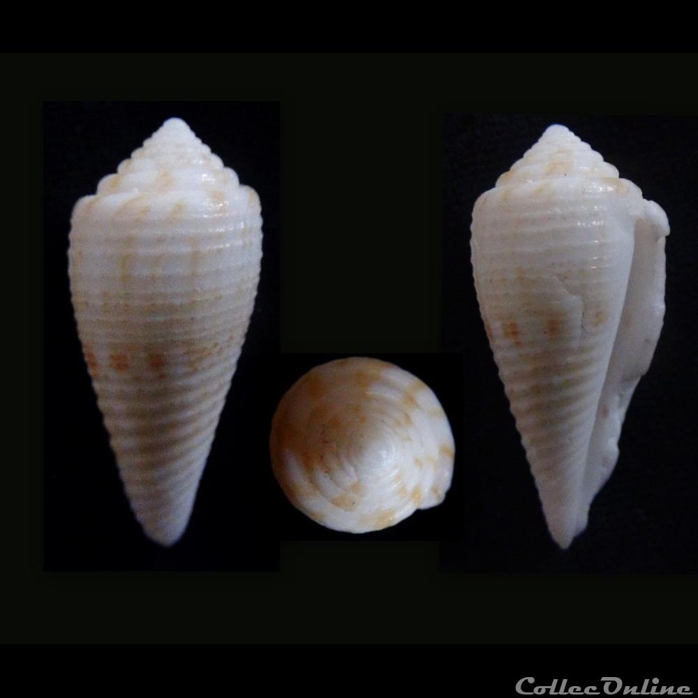 Atlanticonus granulatus (Linnaeus, 1758) coquillage fossile gastropodum atlanticonus granulatus linnaeus 1758