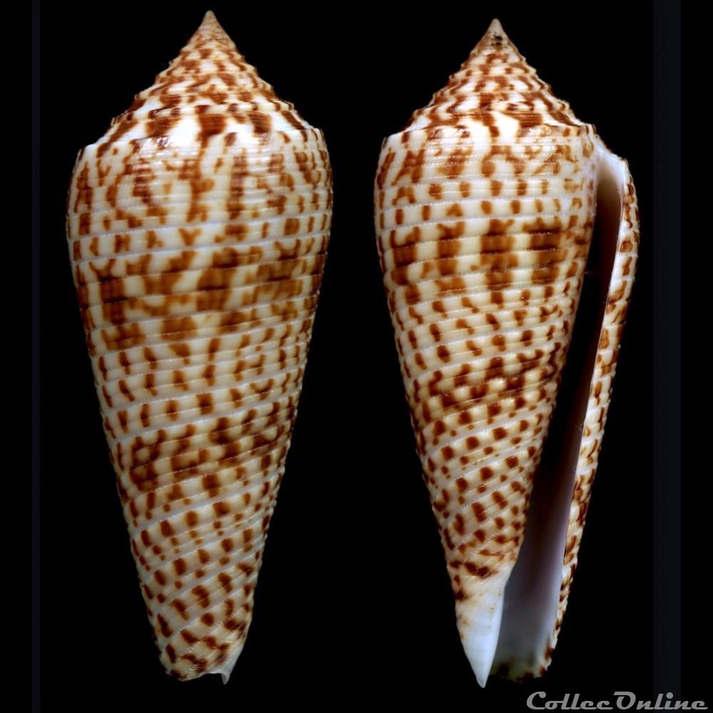 coquillage fossile gastropodum phasmoconus phasmoconus laterculatus sowerby iii 1870