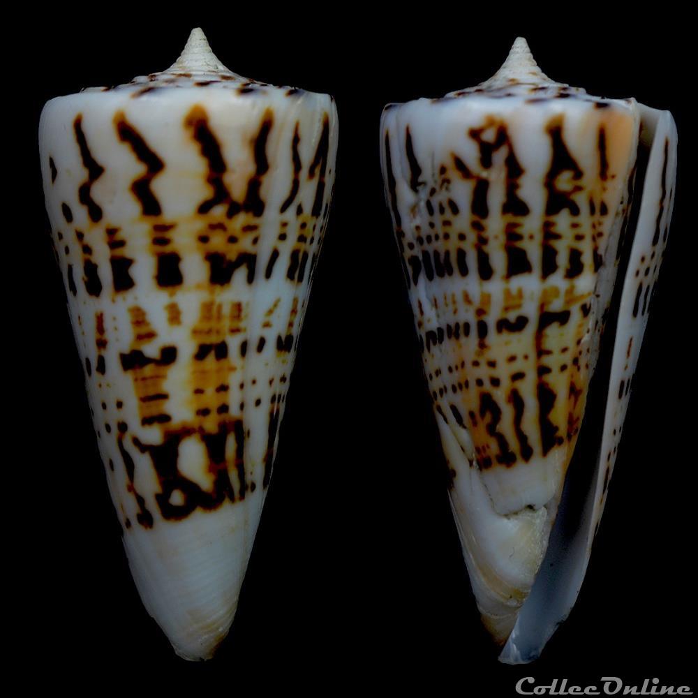 coquillage fossile gastropodum strategoconus strategoconus monile hwass 1792