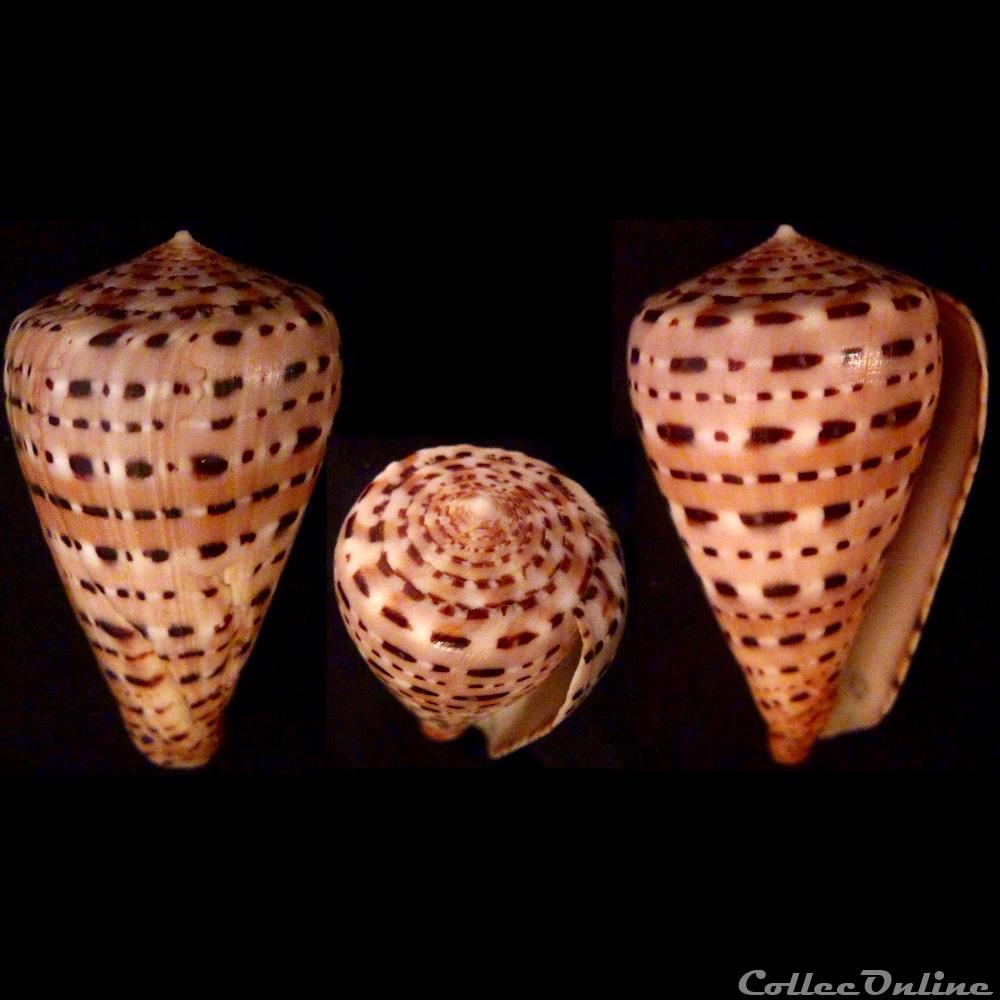 coquillage fossile gastropodum kalloconus genuanocpnus genuanus linnaeus 1758