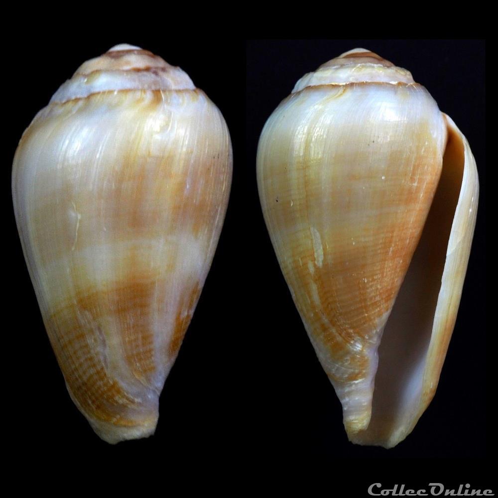 Californiconus californicus (Reeve, 1844) coquillage fossile gastropodum californiconus californicus reeve 1844