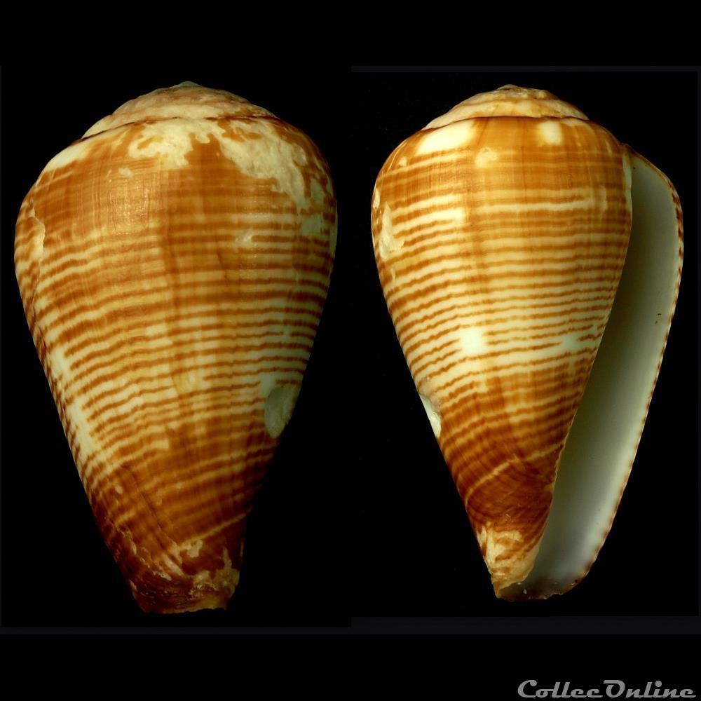 Lautoconus (Varioconus) cf. fuscolineatus (Sowerby III, 1905) coquillage fossile gastropodum lautoconus varioconus cf fuscolineatus sowerby iii 1905