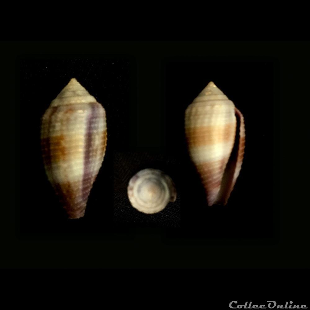 Leporiconus glans (Hwass in Bruguière, 1792) coquillage fossile gastropodum leporiconus glans hwass in bruguiere 1792