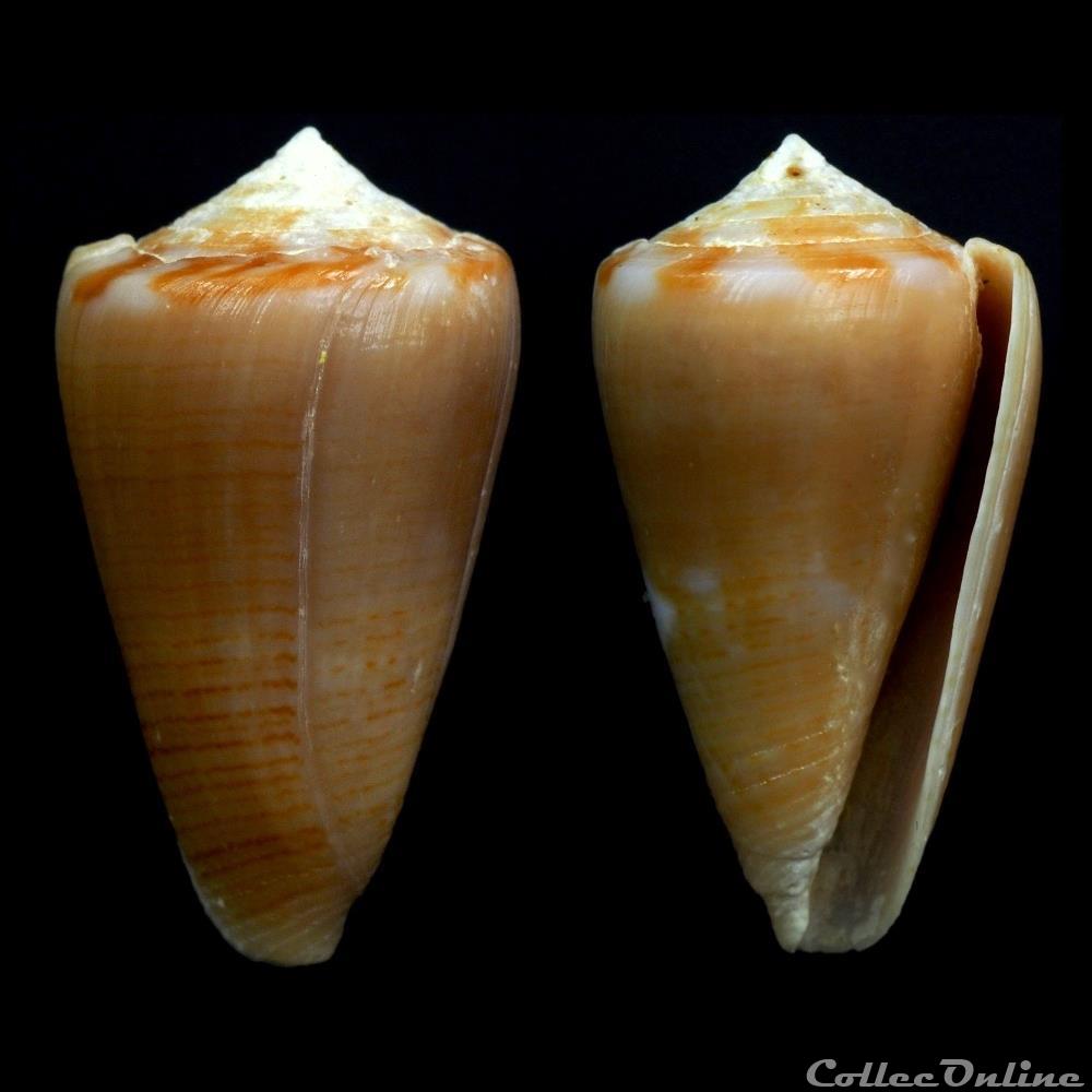 Dauciconus (Purpuriconus) colombi Monnier & Limpalaër, 2012 coquillage fossile gastropodum dauciconus purpuriconus colombi monnier limpalaer 2012