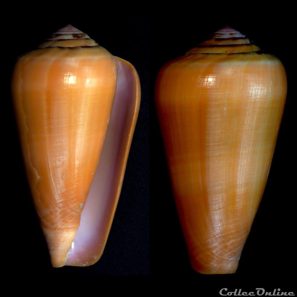Darioconus pennaceus lohri (Kilburn, 1972) coquillage fossile gastropodum darioconus pennaceus lohri kilburn 1972