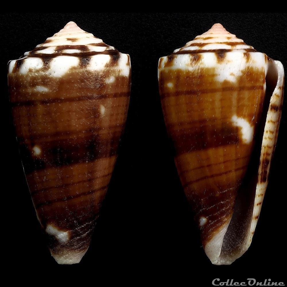 Dauciconus (Purpuriconus) cargilei (Coltro, 2004) coquillage fossile gastropodum dauciconus purpuriconus cargilei coltro 2004
